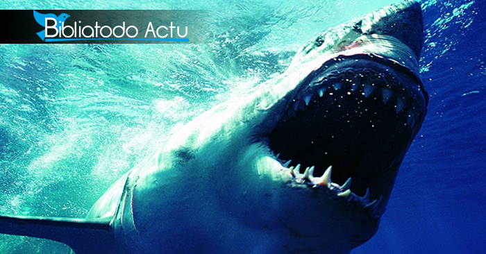 Un requin mord un enfant dans le sud-est des États-Unis