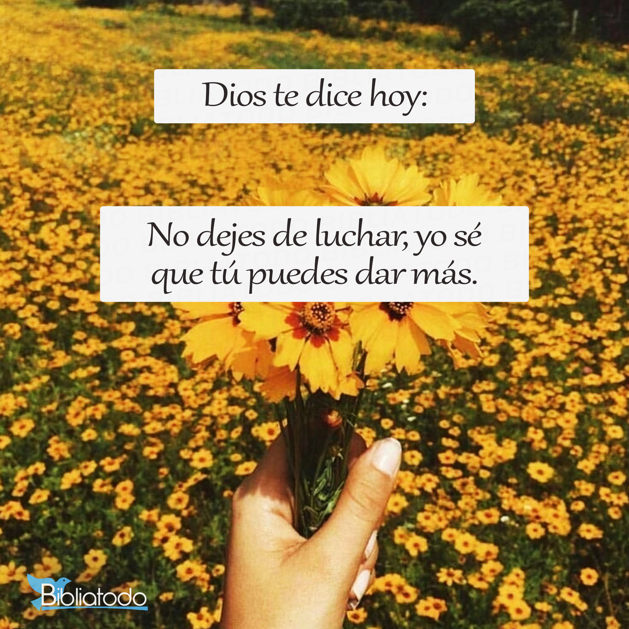 No dejes de luchar yo sé que tú puedes dar más