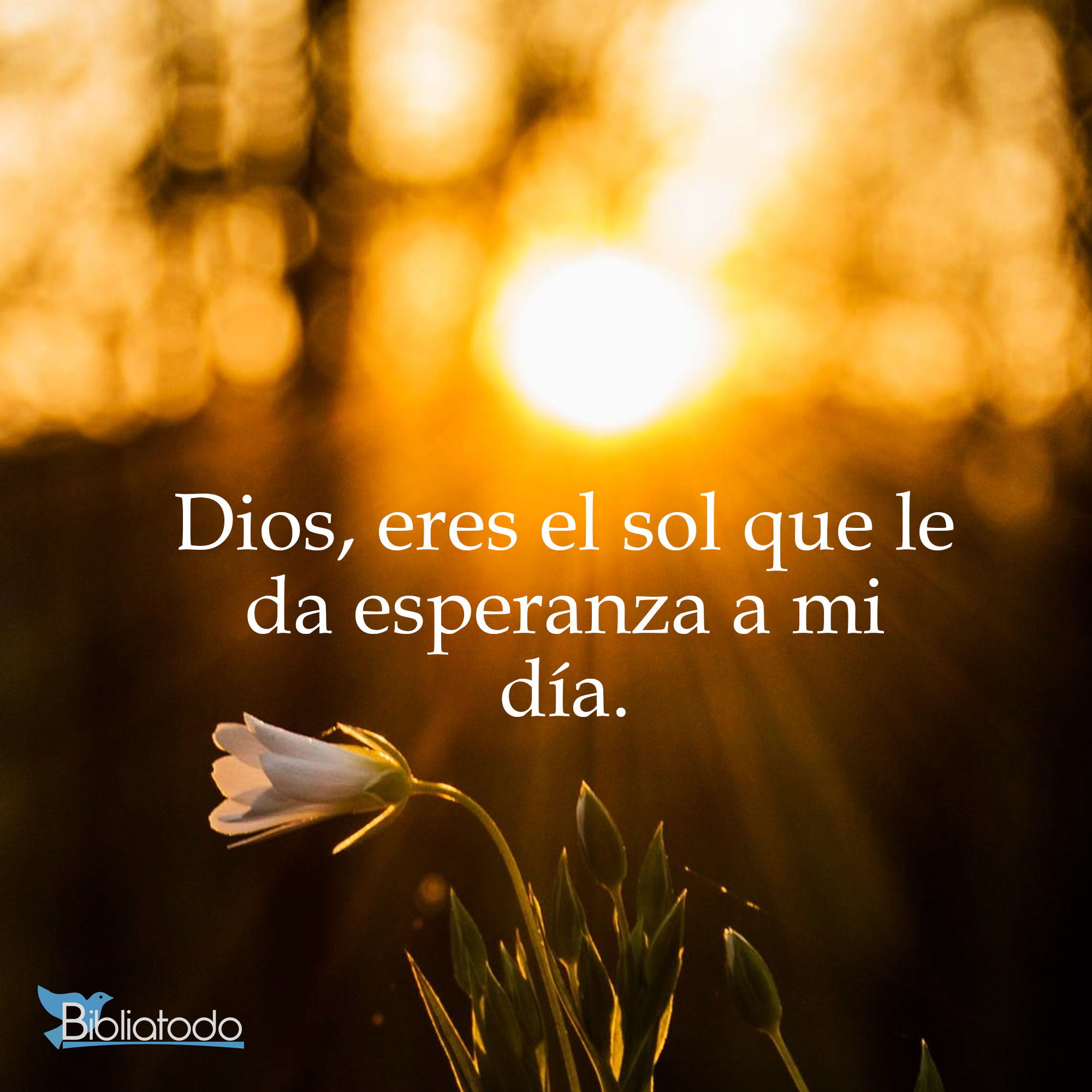 Dios eres el sol que le da esperanza a mi día