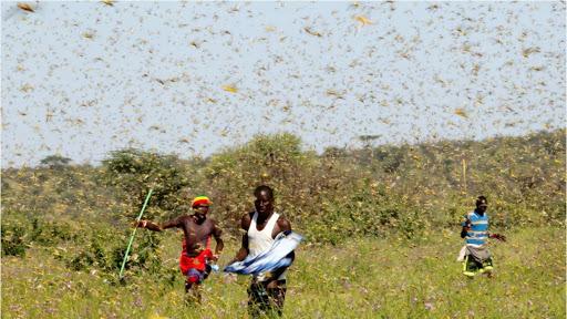 Plaga de langostas en África representa una amenaza global, afirma la ONU
