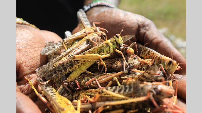 Plaga de langostas en África representa una amenaza global, afirma la ONU