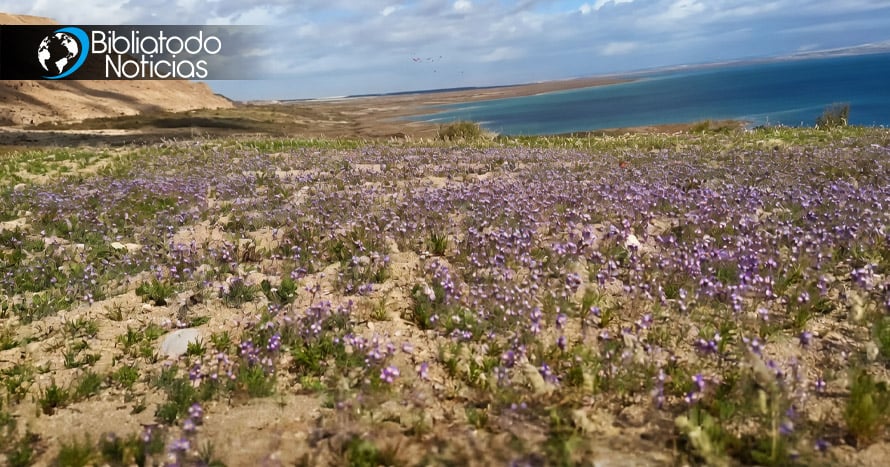 Brotan flores en desierto de Israel y se reaviva la profecía de Isaías 35